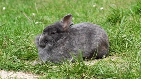 Sleeping pet rabbit with gray fur on a green meadow Stock Footage 274054925