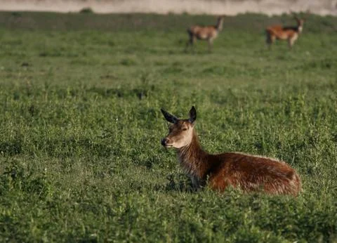 Sleeping 스톡 사진