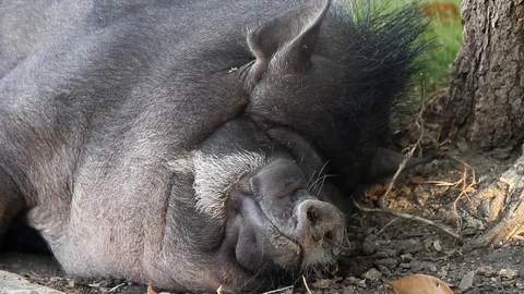 Sleeping pig, close up Stock-Footage 75663950
