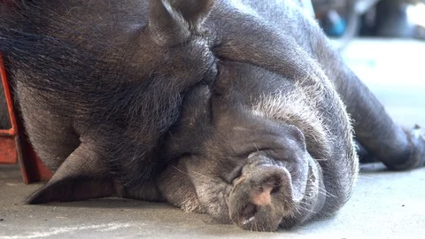 Sleeping pig, close up Video stock 93529737
