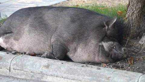 Sleeping pig on ground Stock-Footage 75664797