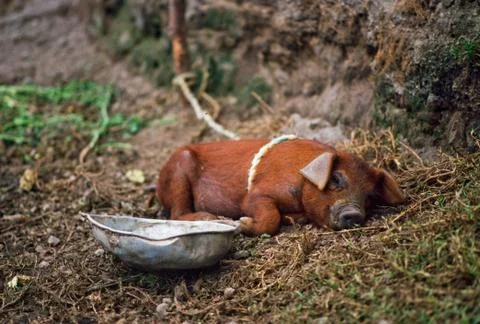 Sleeping pig 스톡 사진