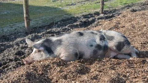 Sleeping pig Stock Photos