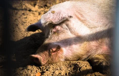 Sleeping pig Stock Photos
