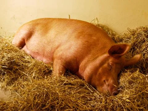 Sleeping Pig Stock Photos