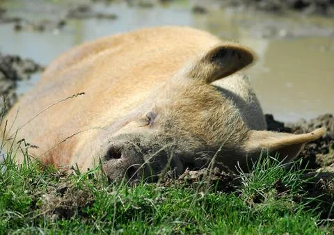 Sleeping Pig Stock Photos