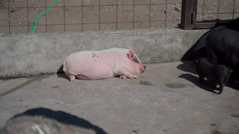 Sleeping Pig in the Sun. Stock Footage 293741351