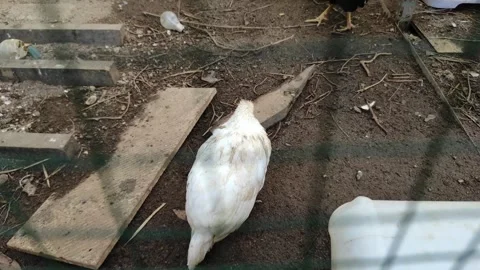 A sleeping pigeon Stock Footage 262625390