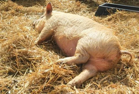 Sleeping piglet Stock Photos