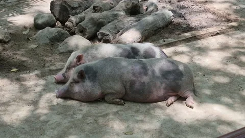 Sleeping pigs Stock Footage 331475778