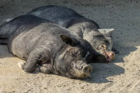 Sleeping pigs Stock Photos