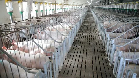Sleeping pigs in pigpen Stock Footage 107152322