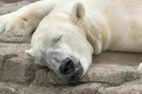 Sleeping polar bear 2 Stock Photos