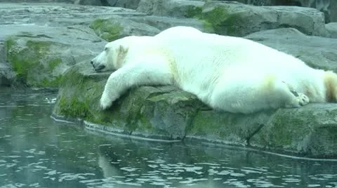 Sleeping Polar Bear Stockbeeldmateriaal 11246534