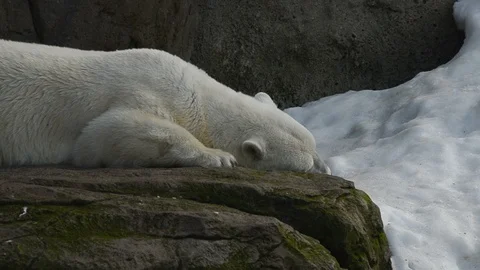 Sleeping polar bear Stock Footage 90740365