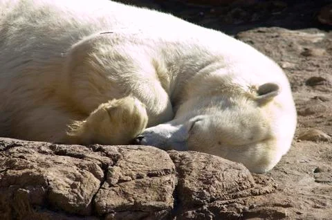 Sleeping polar bear Stock-Fotos
