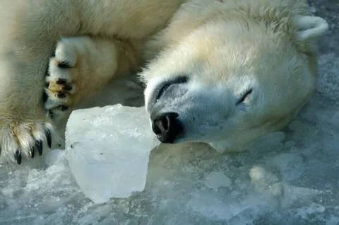 Sleeping polar bear Stock Photos