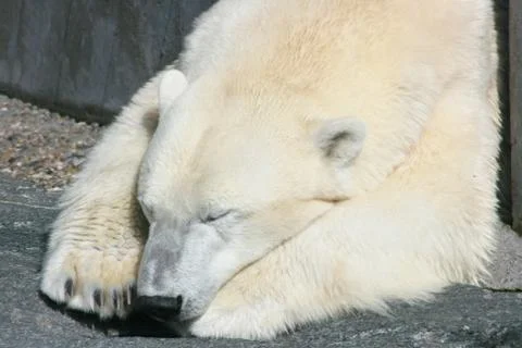 Sleeping Polar Bear Stock Photos