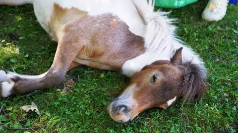 Sleeping Pony, Top View Stock-Footage 293228170