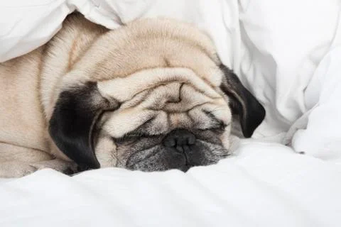 Sleeping pug face Stock Photos