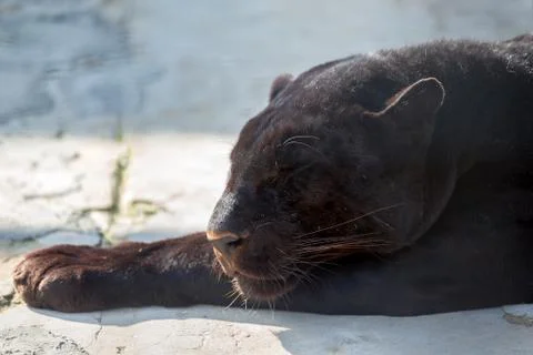 Sleeping puma, close-up Foto stock