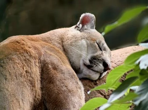 Sleeping puma Stock Photos