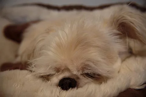 Sleeping pupper Stock Photos