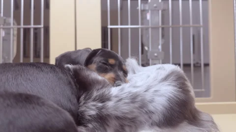 Sleeping puppies in cage at pet store 4k Stockbeeldmateriaal 343048939