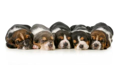Sleeping puppies Stock Photos