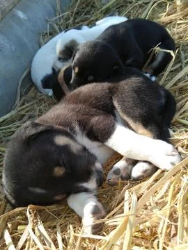 Sleeping puppies Stock Photos
