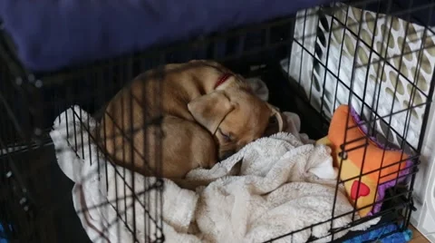 Sleeping Puppy in a cage  Stock Footage 58601307