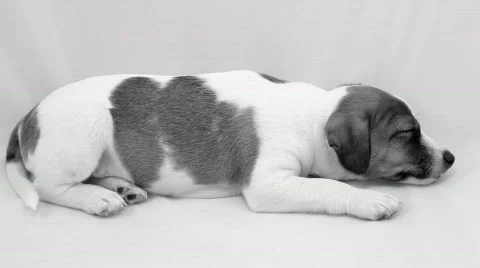 Sleeping puppy Vidéo 807371