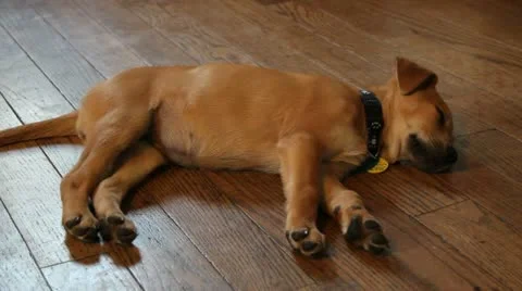 Sleeping Puppy Stock Footage 11060757