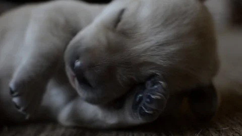Sleeping Puppy Stock Footage 108242970