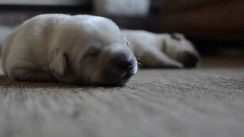 Sleeping Puppy Stock Footage 108242984
