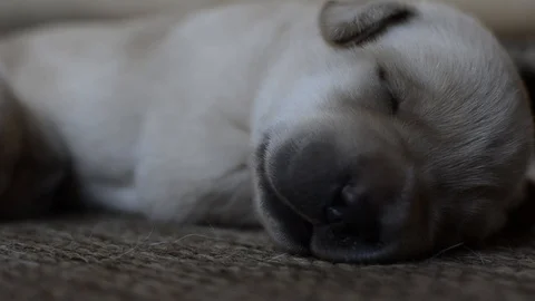 Sleeping Puppy Stock Footage 108243087