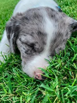 Sleeping Puppy on Grass Foto stock