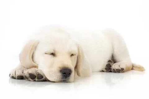 Sleeping puppy Stock Photos