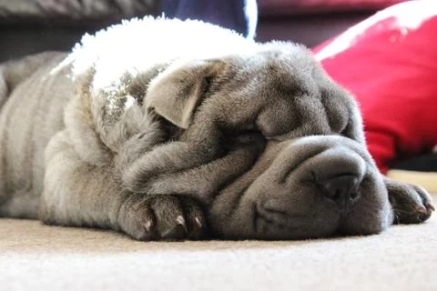 Sleeping puppy Stock Photos