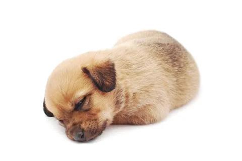 Sleeping puppy Stock Photos