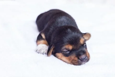 Sleeping puppy Stock Photos