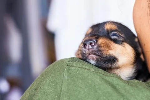 Sleeping puppy Foto stock