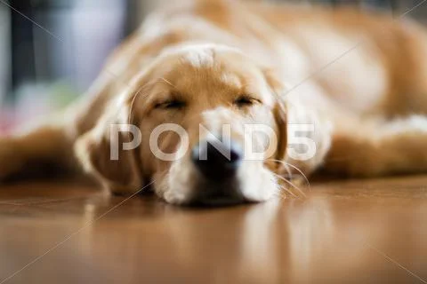 Sleeping Puppy Stock Photos