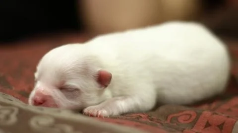 Sleeping puppy Stock Photos