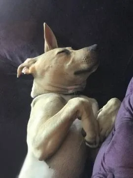 Sleeping Puppy 스톡 사진