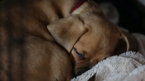Sleeping Puppy Puggle Stock Footage 58601538