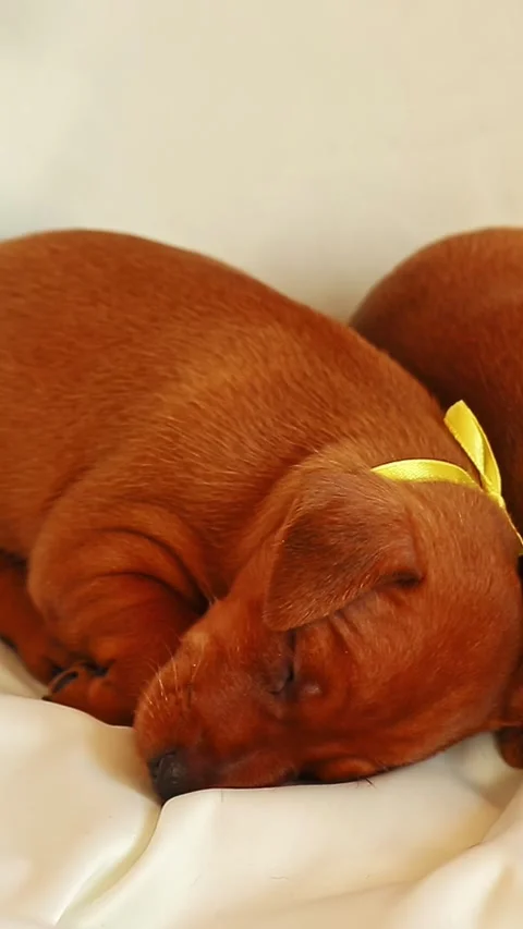 Sleeping puppy resting calmly on soft fabric indoors Stock Footage 323465564
