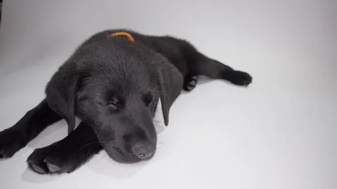 Sleeping puppy on white background Stock Footage 110747762