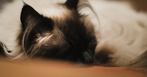 Sleeping Ragdoll Cat Waking Up Stock Footage 86338442