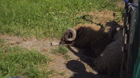 Sleeping ram.Sleeping ram. Video stock 91587515